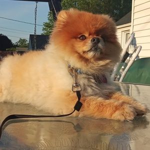 Meet your Posher, Ivana